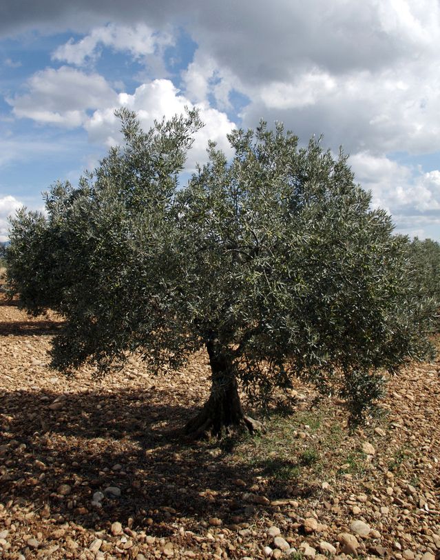 Olivo en la  Sierra de Cazorla